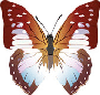 Schmetterling-u17012135