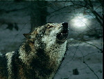 wolf-gr